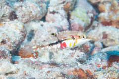 Halichoeres nebulosus