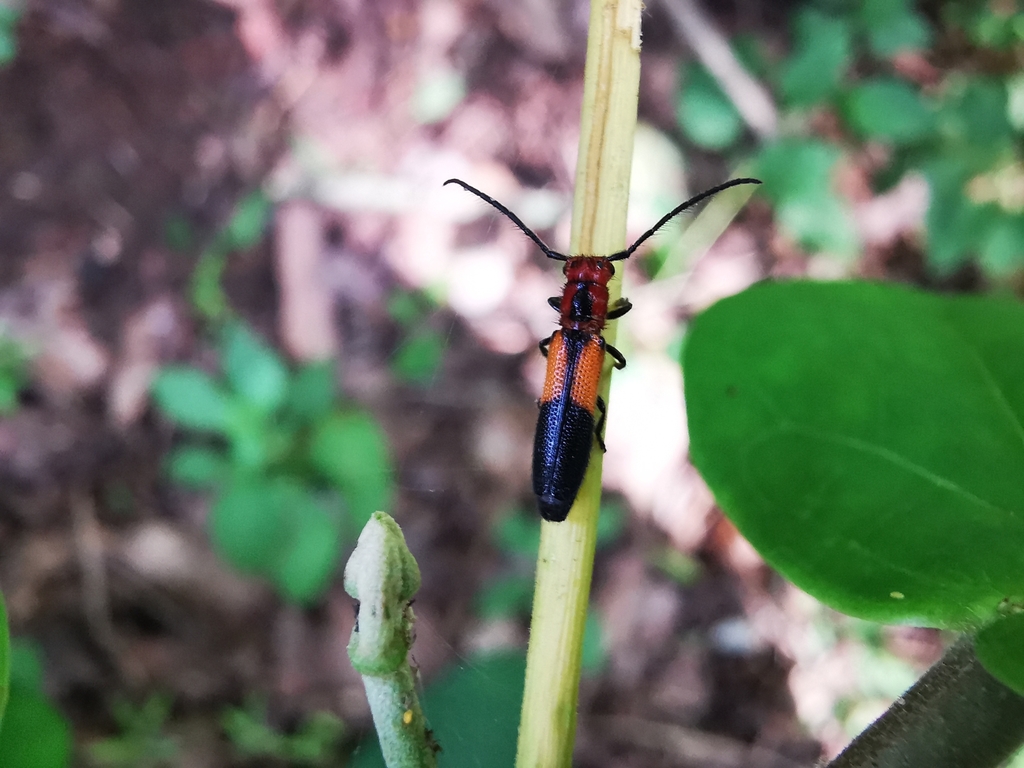 Phaea tricolor