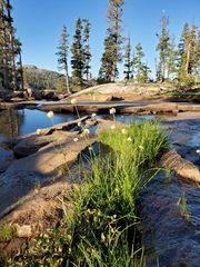 Calliscirpus brachythrix