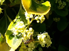 Philanthus triangulum