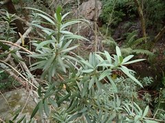 Podocarpus elongatus