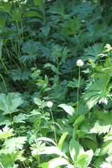 Allium victorialis