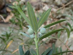 Podocarpus elongatus