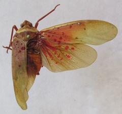 Copidocephala guttata