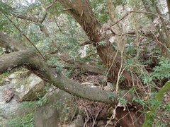 Podocarpus elongatus
