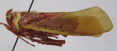 Copidocephala guttata