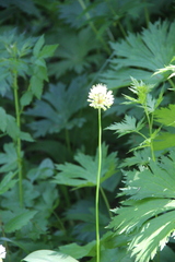 Allium victorialis