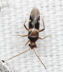 Cyrtopeltocoris