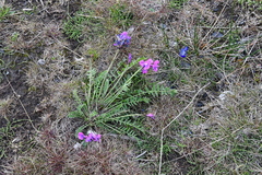 Oxytropis arctica taimyrensis