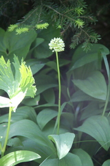 Allium victorialis