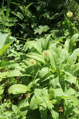 Allium victorialis