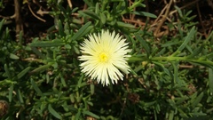 Mesembryanthemum splendens splendens