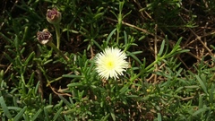 Mesembryanthemum splendens splendens