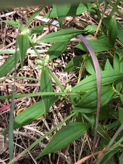 Enicostema verticillatum