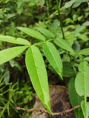 Zanthoxylum armatum