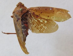 Copidocephala viridiguttata