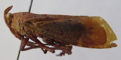 Copidocephala viridiguttata