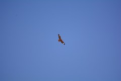 Buteo rufinus cirtensis