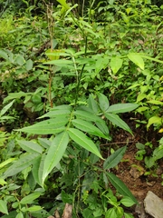 Zanthoxylum armatum