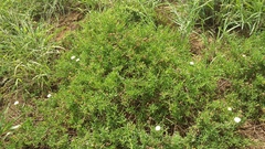 Mesembryanthemum splendens splendens