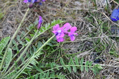 Oxytropis arctica taimyrensis