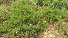 Mesembryanthemum splendens splendens