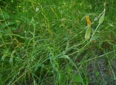 Tragopogon ucrainicus