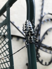 Plectrodera scalator