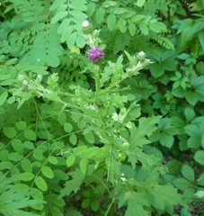 Carduus crispus crispus