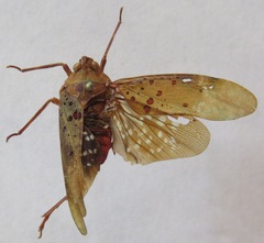 Copidocephala viridiguttata