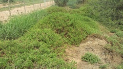 Mesembryanthemum splendens splendens