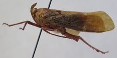 Copidocephala viridiguttata