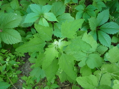 Chenopodium suecicum