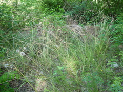 Festuca diffusa