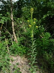 Erysimum marschallianum