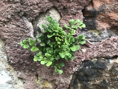 Asplenium ruta-muraria
