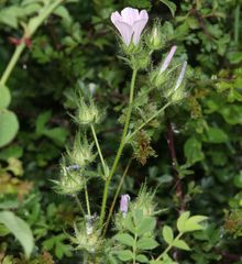 Malva setigera