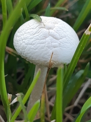 Agaricineae