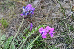 Oxytropis arctica taimyrensis