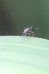 Nanophyinae
