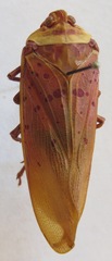 Copidocephala guttata