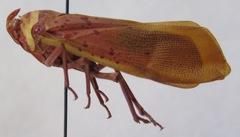 Copidocephala guttata