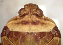 Copidocephala guttata