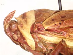 Copidocephala guttata