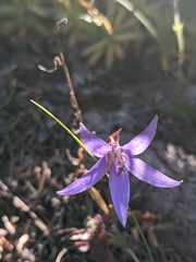 Campanula aurita
