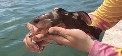 Epinephelus morio