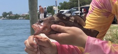 Epinephelus morio