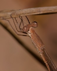 Indolestes insularis