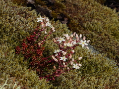 Sedum brevifolium