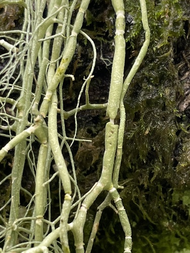 string-of-sausage lichen